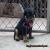 ขายลูกสุนัขสายพันธุ์ร็อตไวเลอร์(Rottweiler)คอกตัวเจ จากฟาร์ม